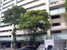 potong-pasir-avenue-1 photo thumbnail #14